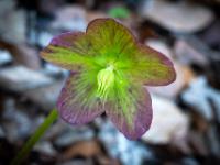 Schneerosen Blüte in Nahaufnahme